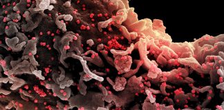 Coronavirus: 84 nuovi positivi in Liguria nelle ultime 24 ore coronavirus covid-19