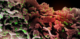 2290 nuovi positivi al covid-19 in Liguria, 250 in Asl 1 coronavirus covid-19