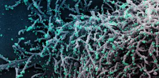 Covid: 65 nuovi positivi in Liguria, un decesso all’ospedale di Sanremo coronavirus covid-19