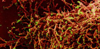 Covid-19: 219 nuovi positivi in Liguria coronavirus covid-19