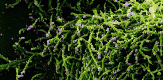 Covid: in Liguria 1.187 nuovi casi positivi, 3 decessi coronavirus covid-19