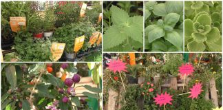 Dall’origano cubano alla pianta che sa di fungo: viaggio tra le erbe più bizzarre di Aromatica erbe aromatiche