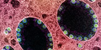 985 nuovi positivi al covid-19 in Liguria, 102 in provincia di Imperia coronavirus covid-19