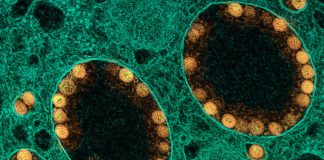 Covid: 601 nuovi postivi in Liguria, zero decessi nel bollettino odierno coronavirus covid-19