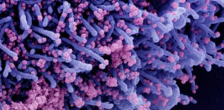 Covid: 118 nuovi positivi in Liguria, 24 in Asl1 coronavirus covid-19