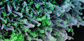 Covid: 98 nuovi positivi in Liguria, 22 in provincia di Imperia coronavirus covid-19