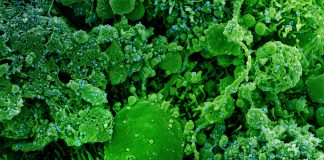 Covid: 78 nuovi positivi in Liguria, 14 in provincia di Imperia coronavirus covid-19