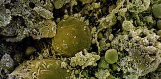 Covid: 69 nuovi postivi in Liguria, un decesso coronavirus covid-19