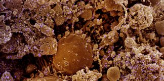 Covid: 64 nuovi positivi in Liguria, 21 in provincia di Imperia coronavirus covid-19