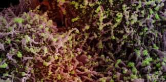 Covid: 1.268 nuovi casi positivi in Liguria, 4 decessi. Calano ancora i ricoveri coronavirus covid-19