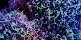 Covid: 65 nuovi positivi in Liguria, uno in provincia di Imperia coronavirus covid-19