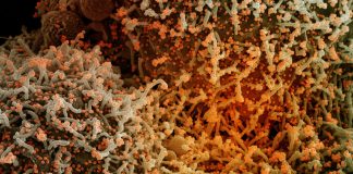 Covid: 151 nuovi positivi in Liguria, un decesso coronavirus covid-19