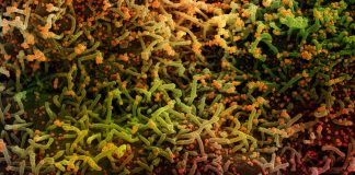 Covid: 91 nuovi positivi in Liguria, un decesso coronavirus covid-19