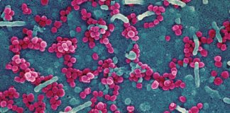 Covid-19: 483 nuovi casi in Liguria, 159 nella nostra provincia coronavirus covid-19