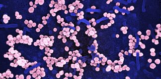 1510 nuovi positivi al covid-19 in Liguria, 138 in provincia di Imperia coronavirus covid-19