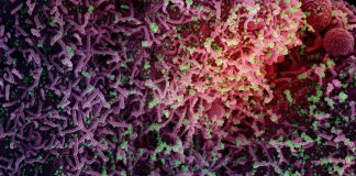 Covid: 599 nuovi casi positivi in Liguria, salgono i ricoveri coronavirus covid-19