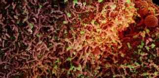 Covid, Oms dichiara fine emergenza. Toti: “Risultato possibile grazie ai vaccini e al sacrificio dei nostri operatori sanitari. Restano principi di precauzione” coronavirus covid-19