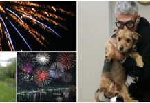 Cani, gatti e botti di Capodanno: guida e consigli per una difficile notte di convivenza capodanno botti cani gatti