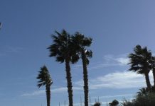 Meteo Liguria: venti fino a burrasca forte sul centro ponente, in attenuazione da domani palme