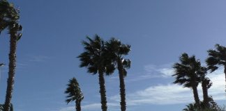 Bordighera: 56 nuove palme sul territorio per ogni bimbo nato nel 2020 palme