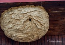 Lotta alla Vespa velutina, il resoconto 2021 del Parco Alpi Liguri vespa velutina