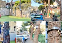 Ventimiglia, via al trattamento della processionaria. Il sindaco Scullino: “Abbiamo iniziato dalle scuole elementari di Latte e via Roma e in alcune zone della cittĂ ” lotta processionaria ventimiglia