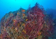 Ventimiglia, pulizia dei fondali a Capo Mortola: rimossi attrezzi da pesca abbandonati reti fantasma ventimiglia