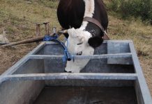 Liguria, danni da siccità all’agricoltura: arrivate 170 segnalazioni alla Regione vitello siccità