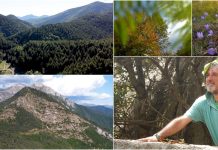 Riscoprire i boschi: i consigli della guida “Jack in the Green” per le escursioni in montagna in questi mesi d’estate Jack the Green