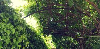 Mercoledì 24 agosto nel giardino di Irene Brin a Sasso di Bordighera la scrittrice Sandra Petrignani racconta le signore della scrittura del Novecento dalla Morante alla Ginzburg e i grandi scrittori da Tolstoj a Proust