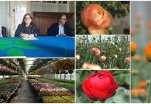 “Sanremo è floricoltura”: lunedì 17 ottobre convegno a Palazzo Nota sulle nuove sfide che coniugano economia e ambiente Floricoltura convegno sanremo