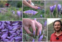 Il fiore più prezioso: la raccolta dello zafferano a Glori glori raccolta zafferano