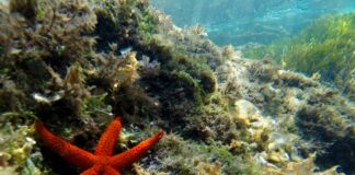 Bordighera Blu Park entra nelle scuole: ad aprile via ad attività divulgative con l’Istituto Comprensivo cittadino stella marina