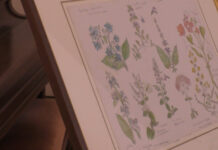 Sanremo, “Tra Arte e Natura”: domenica 13 luglio una mattinata alla scoperta delle erbe spontanee Libereso Guglielmi