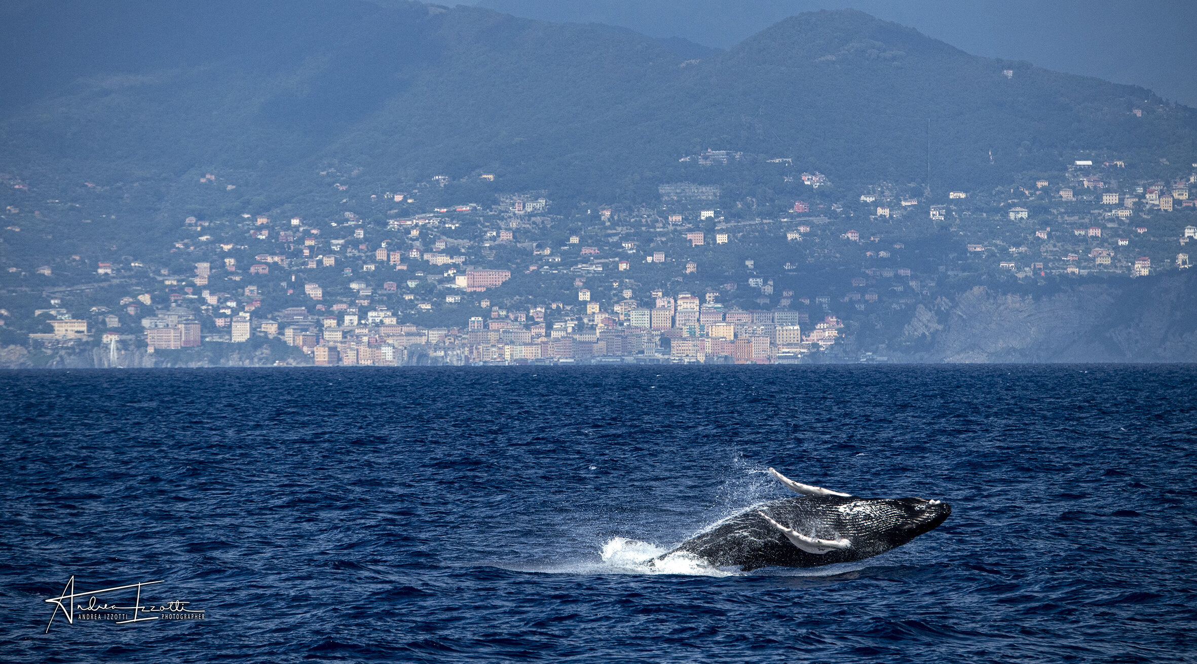 Μια φάλαινα φυσητήρας εντοπίστηκε στα νερά της Δυτικής Λιγουρίας