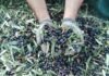 Tre imperiesi fermati in Cisgiordania durante la raccolta delle olive olive