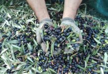 Fratelli d’Italia Imperia festeggia l’IGP delle olive taggiasche: “Tutela concreta per una delle nostre eccellenze agroalimentari” olive