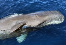 Incontro con i capodogli del Santuario Pelagos a largo di Sanremo: un individuo “curioso” e uno dalla coda sfregiata capodoglio