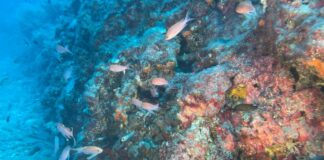Bordighera Blu Park: mattinata alla scoperta dei fondali dei “Tuvi” a largo di Sant’Ampelio fondale marino
