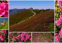 Quando l’alpe si tinge di rosa: la prateria di rododendri del monte Saccarello saccarello rododendri