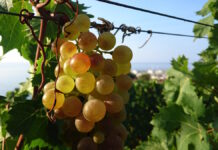 Taggia: Fattorie di Gusto e “Terre del Moscatello” unite per il “turismo del vino” moscatello di taggia