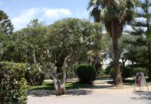 Bordighera: due nuovi alberi monumentali vanno ad aggiungersi ai sei censiti giardini lowe bordighera