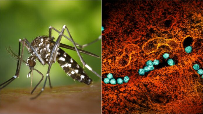 zanzara - virus West Nile