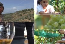 Vendemmia 2023, ottima annata per gli ‘eroici’ produttori di Moscatello vendemmia 2023