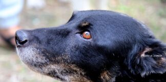 A Bordighera torna “Cani in Passerella”, il 1° ottobre ai Giardini Lowe cane