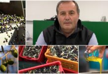 L’Oliva Taggiasca verso la conquista della IGP, il presidente CIA Roggerone: “La aspettavamo da oltre dieci anni: è una protezione per l’oliva”