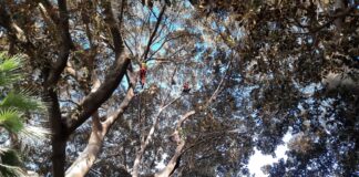 Museo Bicknell Bordighera: al via le operazioni di manutenzione degli alberi monumentali del parco. Resterà chiuso fino al 18 dicembre