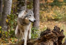 Allevatori e 7 sindaci dell’imperiese chiedono intervento urgente contro predazioni del lupo: “Situazione fuori controllo” lupo