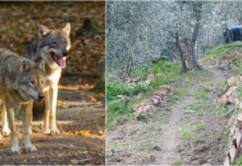 Incontro ravvicinato con i lupi a borgo Sant’Agata: “Adesso sto bene, ma la sensazione di paura rimane” Lupo