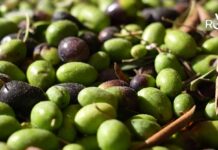 Cia Liguria: “Allarme olio. Con il mancato ritiro della sansa si bloccano i frantoi” olive